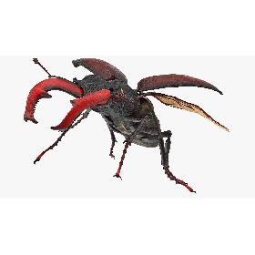 3D Lucanus Cervus Stag Beetle Flying with Fur